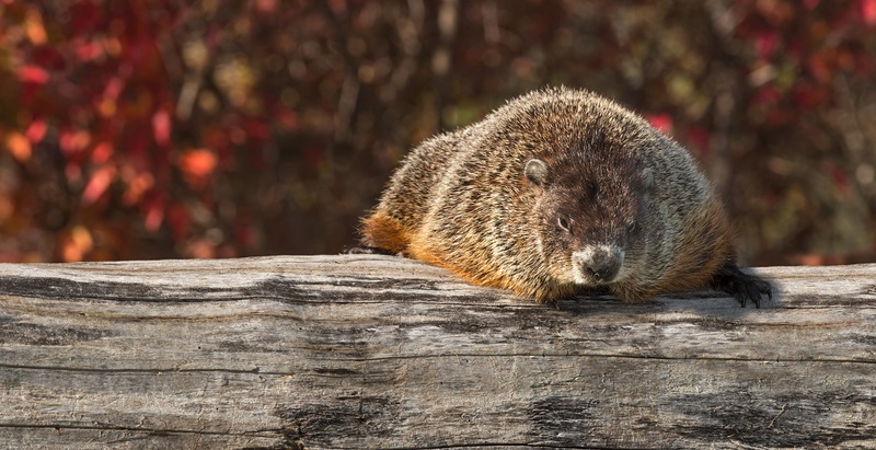 woodchuck-on-log51fb